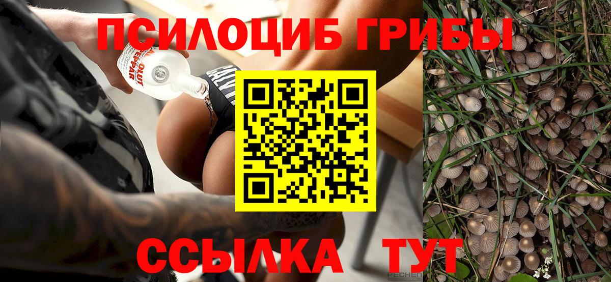 Пугачёв  Галлюциногенные грибы мухоморы  Галлюциногенные грибы Psilocybine cubensis  Вход с VPN 